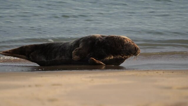 An adult grey seal (Halichoerus grypus) lying on the beach.