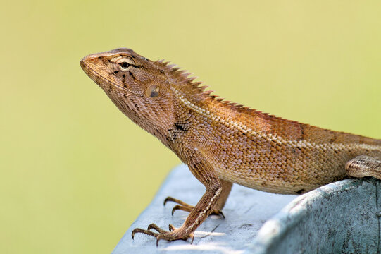 Weibliche Blutsaugeragame in Thailand