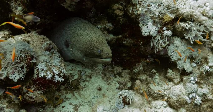 A closeup clip of grey moray eel in the Red Sea, Egypt.