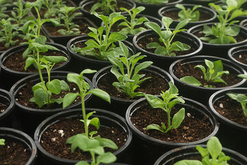 Spring seasonal work in the greenhouse: seedlings of flower plants in pots