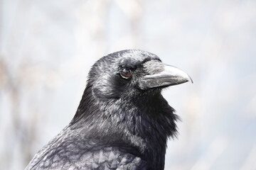 Close-up detail of a Carrion Crow (Corvus corone)
