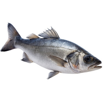 Seabass fish isolated on Transparent background.