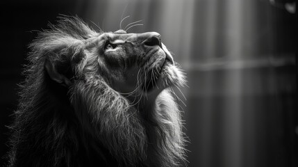   A black-and-white image of a lion's expressive face, mouth agape, with backlight illuminating from behind - obrazy, fototapety, plakaty
