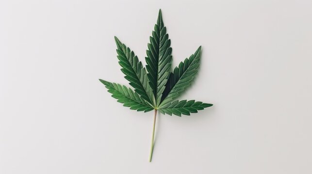 Paint a visual of a solitary green cannabis leaf against a clean white backdrop, illustrating the growth and cultivation of medical marijuana