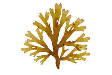 Forkweed or dictyota dichotoma brown algae frond isolated transparent png. Forked ribbon seaweed.
