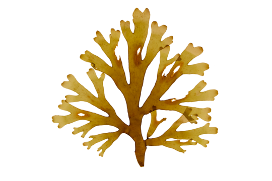 Forkweed or dictyota dichotoma brown algae frond isolated transparent png. Forked ribbon seaweed.

