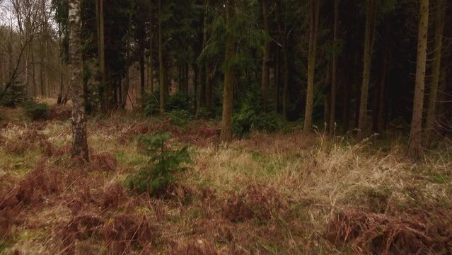 4k aerial view flying through alpine deciduous forest in the UK. alpine shrubland heath.  