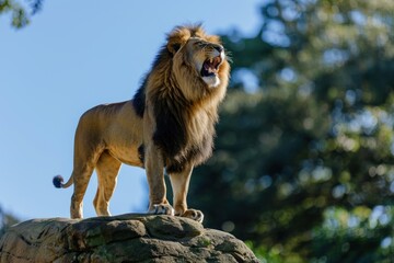 lion standing on a rock roaring