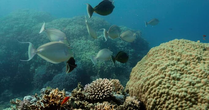 School of unicorn fish swimming in the blue water.