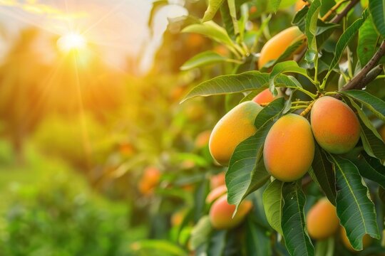 Mango farm gardening,tree cultivation with tropical fruits, sunset