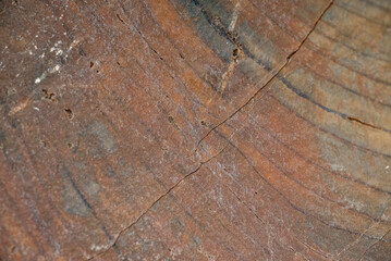 Closeup of a piece of fossilized wood.