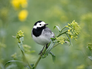 Bachstelze (Motacilla alba)