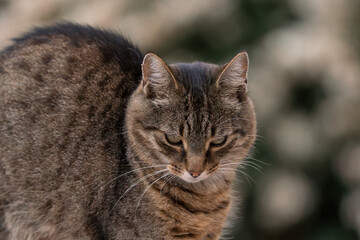 grey cat stretching relax 