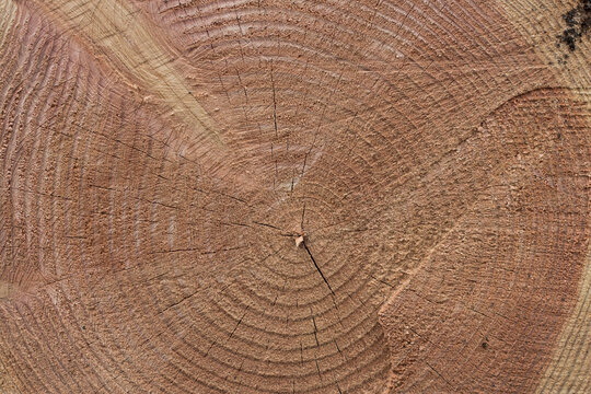 Cernes bois tronc d'arbre