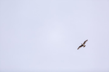 Fototapeta premium Seagull flying in the sky with spread wings