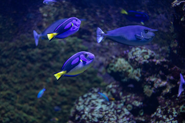 Fototapeta na wymiar Blue Tang (Paracanthurus hepatus) in Coral Reef Ecosystem