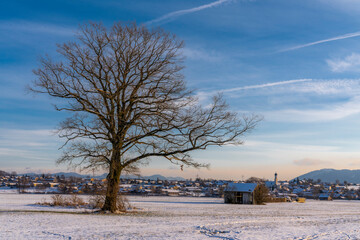 Königsdorf in Bayern im Winter mit altem Baum im Vordergrund