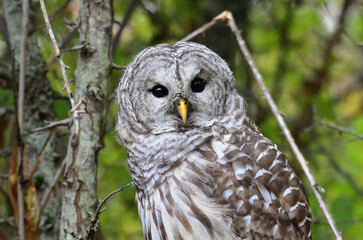  A barred owl.
The barred owl, also known as the northern barred owl, striped owl or, more informally, hoot owl or eight-hooter owl, is a North American large species of owl. 