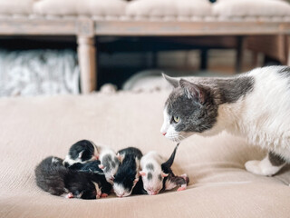 cat with litter of kittens