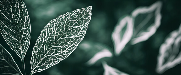 A dark green background with leaves in the foreground, creating an abstract pattern. The leaves have white veins and edges that glow slightly when illuminated from above. 
