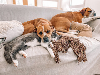 lazy cat & dog friends