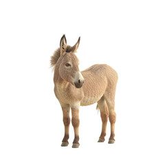 Donkey in transparent bgness