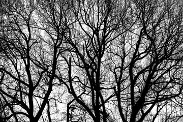 Dark blacl  trees silhouettes.  isolated on white background.  illustration.
