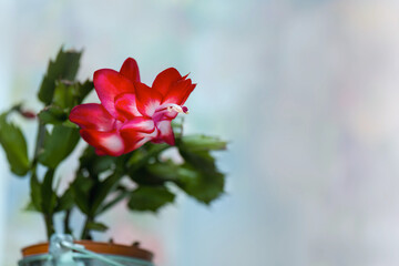 Leuchtend rote Einzelblüte Weihnachtskaktus, Schlumbergera, die zu Ostern blüht