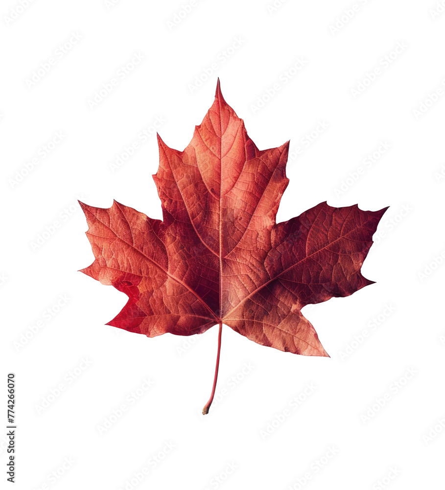 Wall mural red maple leaf as an autumn symbol as a seasonal themed concept as an icon of the fall weather isola