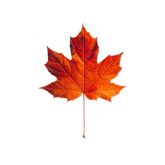 Naklejka na ściany i meble Red maple leaf as an autumn symbol as a seasonal themed concept as an icon of the fall weather isolated on transparent