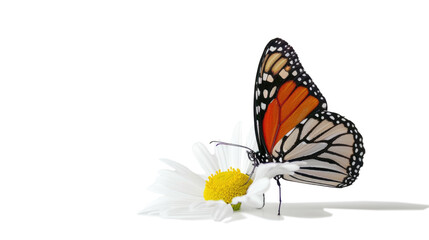Fototapeta na wymiar butterfly sitting on flower isolaten on transparent