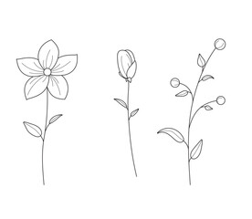 Three various rose, lily flowers in outline style on white background for holidays, icons, fabrics