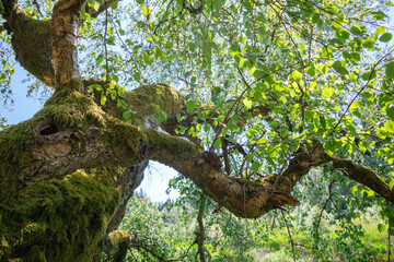 old birch tree in summer