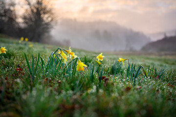 beautiful wild daffodil flowers at misty sunrise - 774268859