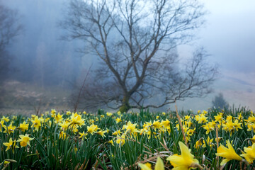 meadow full of many daffodil flowers