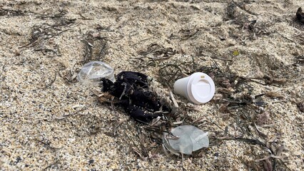 The problem of waste disposal. Human pollution of the environment. Garbage on the beach. 
