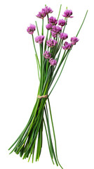 Fototapeta premium Young green onion isolated on transparent background 