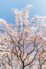 Tall cherry blossom tree in full bloom - 774272047