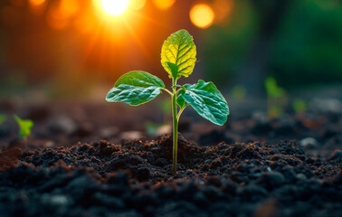 Young plant in the morning light on nature background - obrazy, fototapety, plakaty