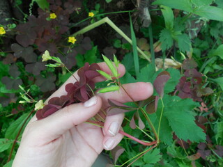On a weed plant, carob acid (Oxalis corniculata), flowers are visible and seeds are ripening.