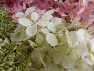 A beautiful background of delicate pinkish and white-yellow inflorescences of the garden shrub Hydrangea arborescens.