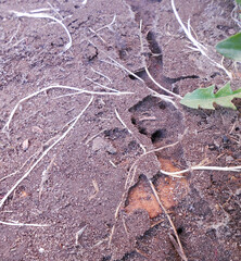 Insect passages (ants) and etiolated white roots of plants (cereals, grasses, weeds) are visible in the soil layer.