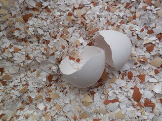 A split white chicken egg (two halves of the shell) lies on a surface of many fragments.