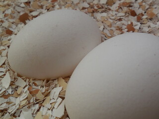 Two white chicken eggs lie on the surface of small fragments of shell from broken eggs.