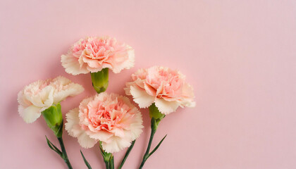 Fototapeta na wymiar Soft Spring Symphony: Delicate Pink Carnations for Mother's Day Cards, Birthday Wishes, and Easter Cheer 