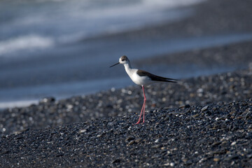 elegant bird