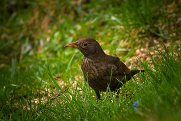 blackbird female on the green lawn at a spring day is looking for food