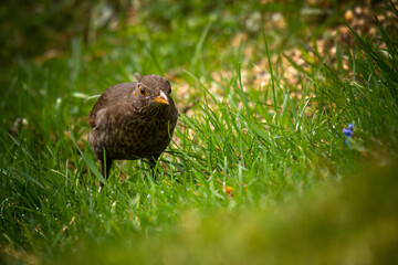 blackbird female on the green lawn at a spring day is looking for food
