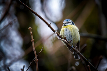 a blue tit perched on a branch at a rainy spring day