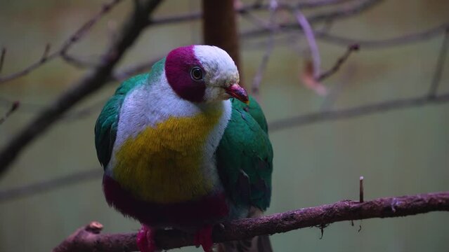 A colourful Pink-headed fruit-dove resting on a branch looking around
